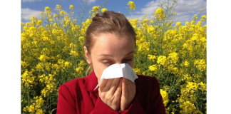 ambrozija-alergija